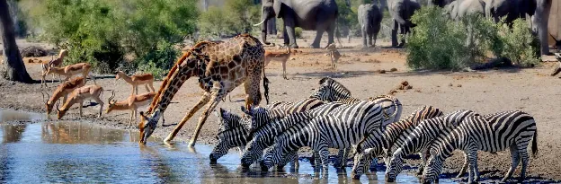 Kruger National Park, South Africa